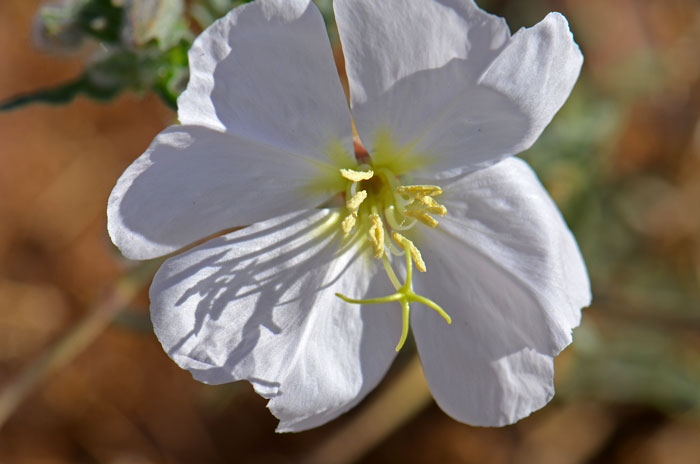 Oenothera californica, California Suncup